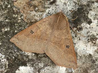 Crocallis dardoinaria Donz. adulte - �Daniel Morel