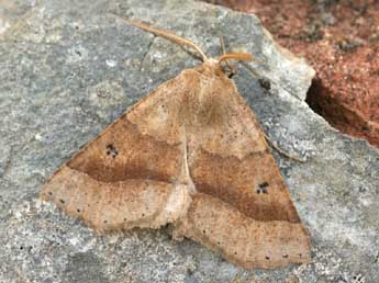 Crocallis dardoinaria Donz. adulte - �Daniel Morel