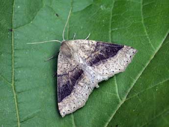 Crocallis dardoinaria Donz. adulte - �Daniel Morel