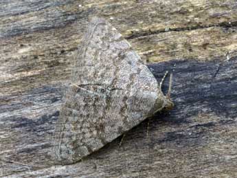 Metachrostis dardouini Bsdv. adulte - �Daniel Morel