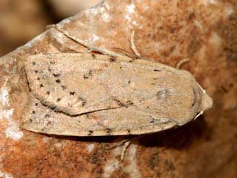 Conistra daubei Dup. adulte - �Franck Beaup�re - www.insectes.org