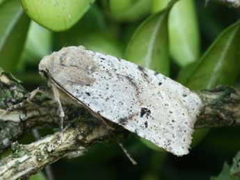 Conistra daubei Dup. adulte - �Daniel Morel