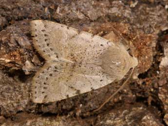 Conistra daubei Dup. adulte - �Lionel Taurand