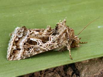 Thysanoplusia daubei Bsdv. adulte - �Daniel Morel