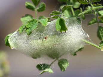 Panchrysia aurea Hb. adulte - �Gr�gory Guicherd