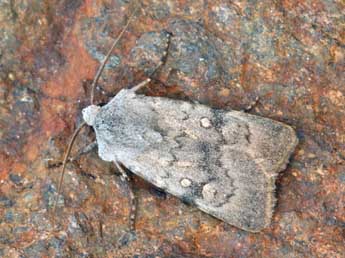 Euxoa decora D. & S. adulte - �Daniel Morel