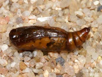  Chrysalide de Scopula decorata D. & S. - �Lionel Taurand