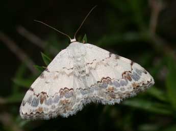 Scopula decorata D. & S. adulte - �Philippe Mothiron
