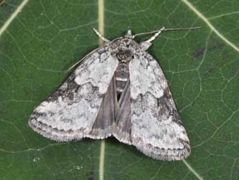 Nycteola degenerana Hb. adulte - �Philippe Mothiron