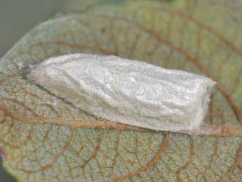  Chrysalide de Nycteola degenerana Hb. - �Philippe Mothiron