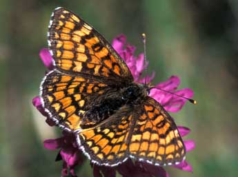 Melitaea deione Gey. adulte - �Tristan Lafranchis