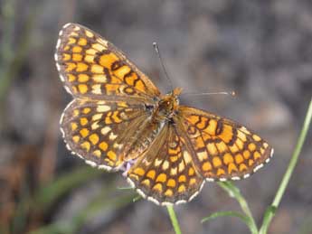 Melitaea deione Gey. adulte - �Philippe Mothiron