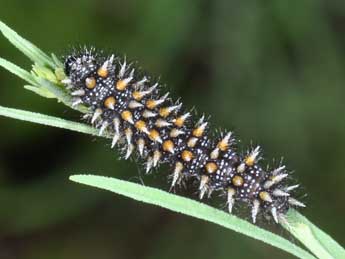 Chenille de Melitaea deione Gey. - �Philippe Mothiron