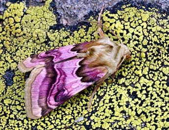 Periphanes delphinii L. adulte - �Daniel Morel