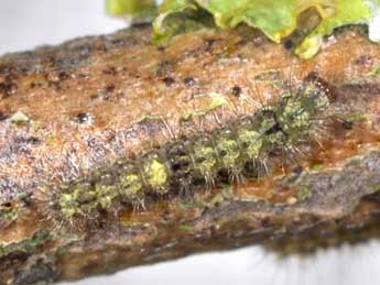  Chenille de Katha depressa Esp. - �Philippe Mothiron