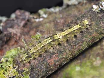  Chenille de Katha depressa Esp. - �Philippe Mothiron