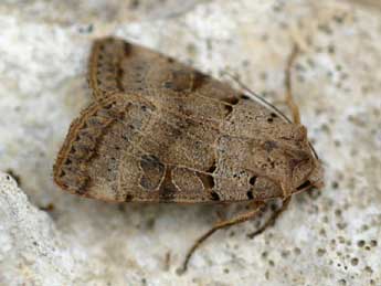 Eugnorisma depuncta L. adulte - �Daniel Morel