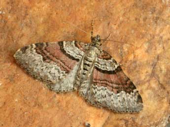 Xanthorhoe designata Hfn. adulte - �Daniel Morel