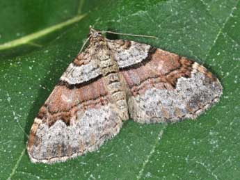 Xanthorhoe designata Hfn. adulte - �Philippe Mothiron