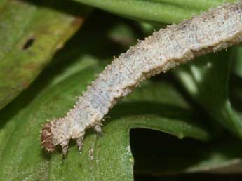  Chenille de Idaea determinata Stgr - �Lionel Taurand