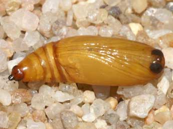  Chrysalide de Idaea determinata Stgr - �Lionel Taurand