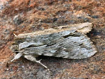 Auchmis detersa Esp. adulte - �Daniel Morel