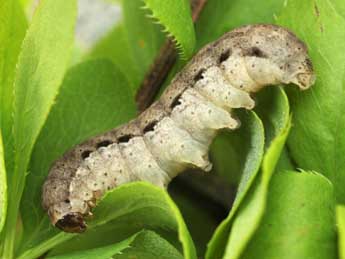  Chenille de Auchmis detersa Esp. - �Daniel Morel