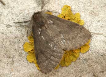 Ocneria detrita Esp. adulte - �Daniel Morel