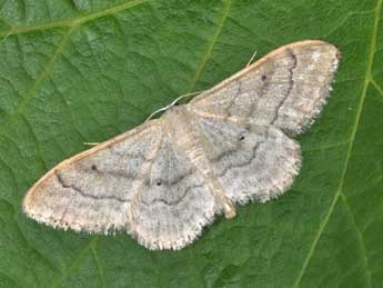 Idaea deversaria H.-S. adulte - �Philippe Mothiron
