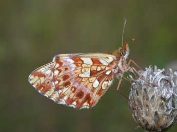 Boloria dia L. adulte - �Philippe Mothiron