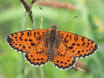 Melitaea didyma Esp. adulte - �Claire Hodd�