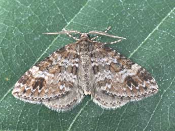 Mesotype didymata L. adulte - �Philippe Mothiron
