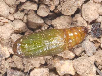  Chrysalide de Mesotype didymata L. - �Philippe Mothiron