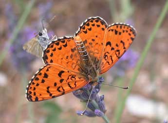 Melitaea didyma Esp. adulte - �Philippe Mothiron