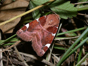 Cosmia diffinis L. adulte - �Philippe Mothiron