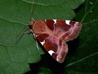 Cosmia diffinis L. adulte - �Philippe Mothiron