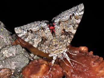 Catocala dilecta Hb. adulte - �Philippe Mothiron