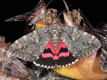 Catocala dilecta Hb. adulte - �Philippe Mothiron