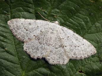 Yezognophos dilucidaria D. & S. adulte - �Daniel Morel