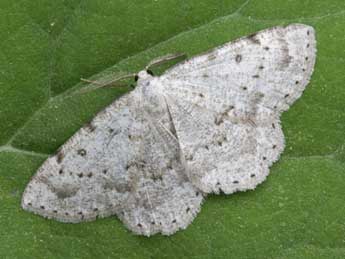 Yezognophos dilucidaria D. & S. adulte - �Yann Baillet