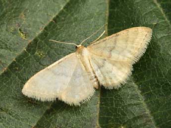 Idaea dilutaria Hb. adulte - �Daniel Morel