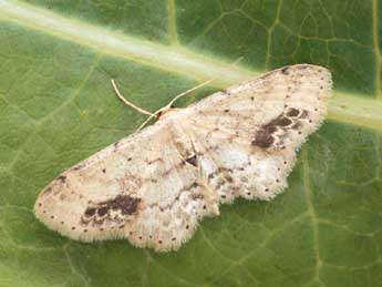 Idaea dimidiata Hfn. adulte - �Daniel Morel