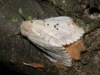 Lymantria dispar L. adulte - �Philippe Mothiron