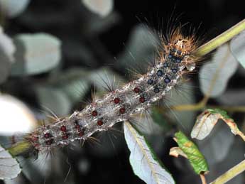  Chenille de Lymantria dispar L. - �Philippe Mothiron