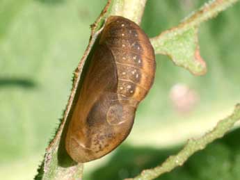  Chrysalide de Lycaena dispar Hw. - �Serge Wambeke