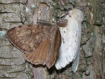 Lymantria dispar L. adulte - �Philippe Mothiron