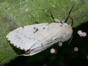 Lymantria dispar L. adulte - �Philippe Mothiron