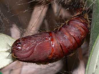  Chrysalide de Lymantria dispar L. - �Philippe Mothiron