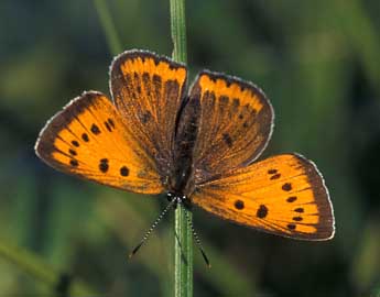 Lycaena dispar Hw. adulte - �Tristan Lafranchis