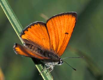 Lycaena dispar Hw. adulte - �Tristan Lafranchis